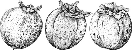 Photo for Hand drawn persimmon, date plum fruits. Black and white botanical, vector illustration in sketch, engraving style. Vector illustration - Royalty Free Image