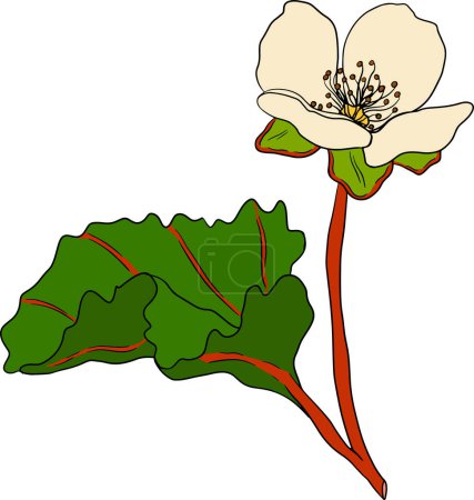 Cloudberry Vektor, farbige Abbildung. Bio-Superfood aus Beeren. Handgezeichnetes Symbol für Etikett, Plakat, Verpackungsdesign. Vektorillustration
