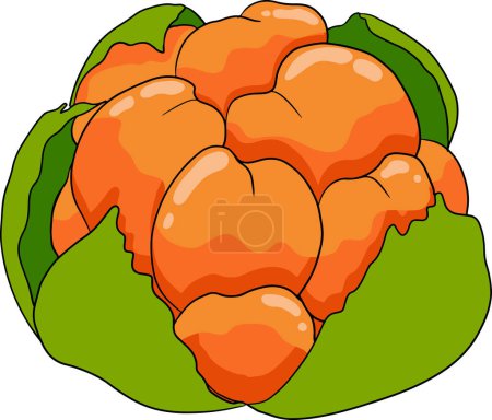 Cloudberry Vektor, farbige Abbildung. Bio-Superfood aus Beeren. Handgezeichnetes Symbol für Etikett, Plakat, Verpackungsdesign. Vektorillustration