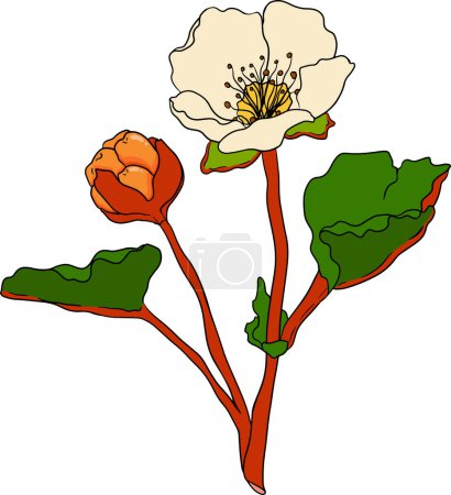 Cloudberry vector, colored illustration. Organic berry superfood. Hand drawn icon for label, poster, packaging design. Vector illustration