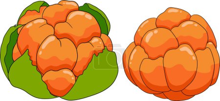 Cloudberry vector, colored illustration. Organic berry superfood. Hand drawn icon for label, poster, packaging design. Vector illustration
