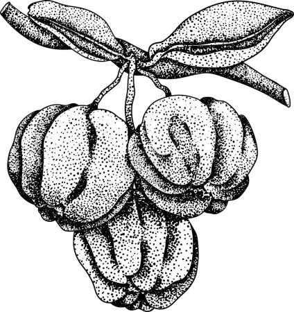 Hand drawn engraving red acerola berry, barbados cherry, Malpighia emarginata. Illustration of exotic superfood, fruits. . Vector illustration