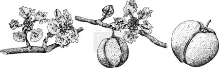 Handgezeichnete Gravur roter Acerola-Beere, Barbados-Kirsche, Malpighia emarginata. Illustration exotischer Superfood, Früchte. . Vektorillustration