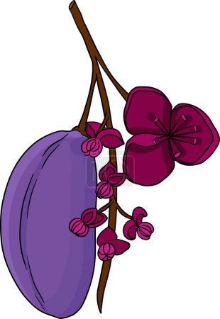 Vector hand drawn colored Purple Akebia Akebia quinata. Akebi exotic fruit japanese berry of chocolate vine shrub. Vector illustration