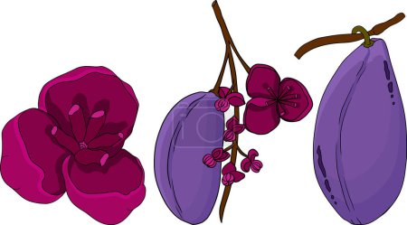 Vector hand drawn colored Purple Akebia Akebia quinata. Akebi exotic fruit japanese berry of chocolate vine shrub. Vector illustration