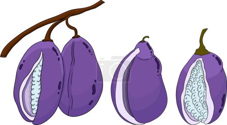 Vector dibujado a mano de color púrpura Akebia Akebia quinata. Akebi fruta exótica baya japonesa de arbusto de vid de chocolate. Ilustración vectorial