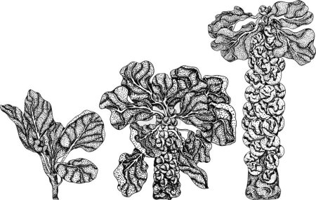 Ilustración de Grabado Brotes de Bruselas dibujados a mano sobre fondo blanco. Vector verduras ilustración bruselas col. Ilustración vectorial - Imagen libre de derechos