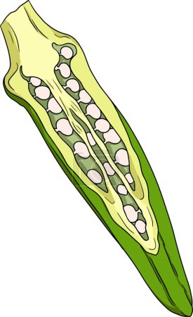 Ilustración de Plantas de okra dibujadas a mano, Abelmoschus Esculentus. Vector coloreado eco comida saludable. .. Ilustración vectorial - Imagen libre de derechos