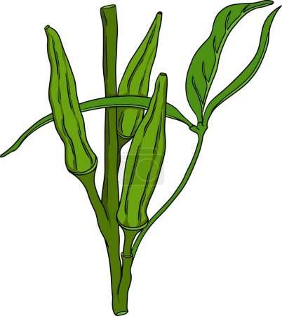 Hand drawn okra plants, Abelmoschus Esculentus. Vector colored eco healthy food. . Vector illustration