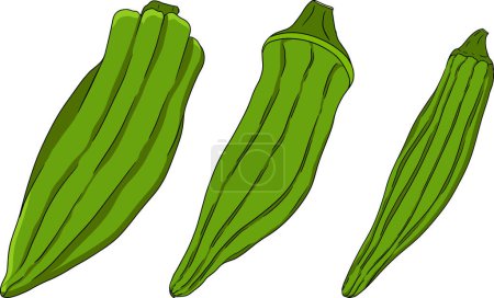 Hand drawn okra plants, Abelmoschus Esculentus. Vector colored eco healthy food. . Vector illustration