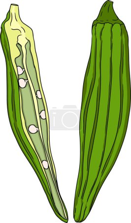 Handgezeichnete Okrapflanzen, Abelmoschus Esculentus. Vektorfarbene Öko-gesunde Lebensmittel. . Vektorillustration