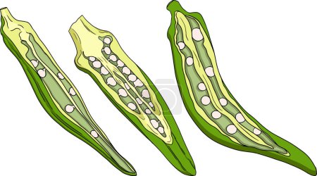 Plantas de okra dibujadas a mano, Abelmoschus Esculentus. Vector coloreado eco comida saludable. .. Ilustración vectorial