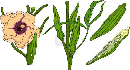 Handgezeichnete Okrapflanzen, Abelmoschus Esculentus. Vektorfarbene Öko-gesunde Lebensmittel. . Vektorillustration