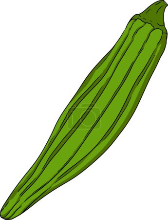 Ilustración de Plantas de okra dibujadas a mano, Abelmoschus Esculentus. Vector coloreado eco comida saludable. .. Ilustración vectorial - Imagen libre de derechos