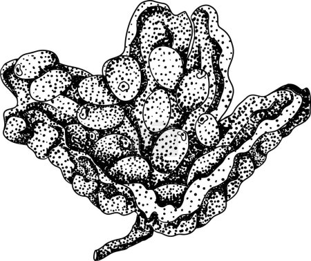 Momordica charantia , hand drawn vector engraving illustration. Alsam pear, Bitter gourd, bitter melon, Balsam apple. Vector illustration