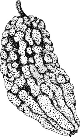 Momordica charantia, illustration de gravure vectorielle dessinée à la main. Poire d'Alsam, gourde amère, melon amer, pomme baumier. Illustration vectorielle