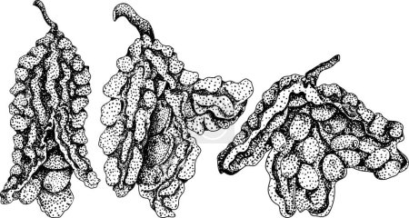 Momordica charantia, handgezeichnete Vektorgravur-Illustration. Alsambirne, Bittergurke, Bittermelone, Balsamapfel. Vektorillustration