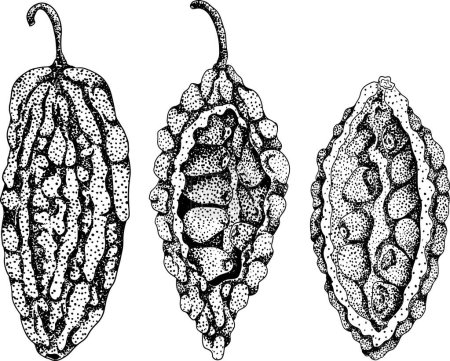 Momordica charantia, illustration de gravure vectorielle dessinée à la main. Poire d'Alsam, gourde amère, melon amer, pomme baumier. Illustration vectorielle