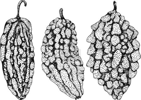 Momordica charantia , hand drawn vector engraving illustration. Alsam pear, Bitter gourd, bitter melon, Balsam apple. Vector illustration