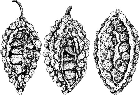 Illustration for Momordica charantia , hand drawn vector engraving illustration. Alsam pear, Bitter gourd, bitter melon, Balsam apple. Vector illustration - Royalty Free Image
