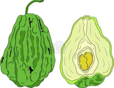 Chayote, Mexican cucumber vector colored illustration isolated on white background. Organic healthy nutrient super food vegan ingredient. Vector illustration