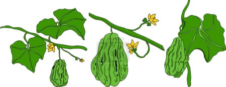 Chayote, mexikanischer Gurkenvektor farbige Illustration isoliert auf weißem Hintergrund. Organische gesunde Nährstoffe Super Food vegane Zutat. Vektorillustration