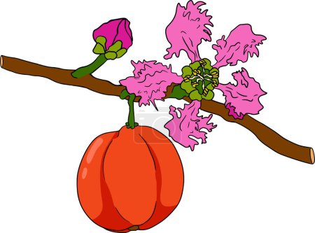 Hand drawn coloring red acerola berry, barbados cherry, Malpighia emarginata. Illustration of exotic superfood, fruits. . Vector illustration