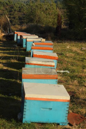 Téléchargez les photos : Plongez dans l'art et la science de l'apiculture, où les apiculteurs nourrissent et protègent les pollinisateurs vitaux - en image libre de droit