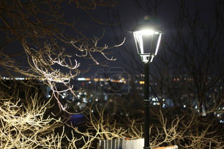 Foto de : Entra en el mundo nocturno donde la naturaleza teje su intrincado tapiz en medio de paisajes urbanos - Imagen libre de derechos