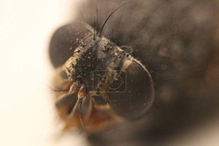 Plongez dans le monde fascinant de la macro photographie que vous capturez les détails complexes d'une mouche dans les détails étonnants