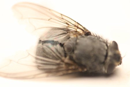 Tauchen Sie ein in die faszinierende Welt der Makrofotografie, während Sie die komplizierten Details einer Fliege in atemberaubenden Details festhalten