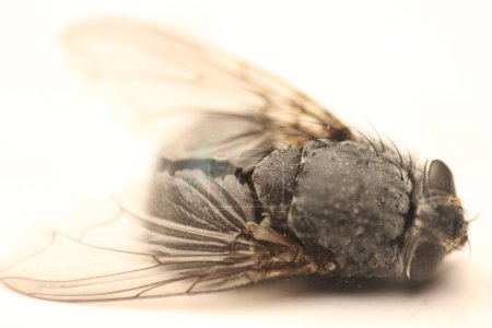 Delve into the mesmerizing world of macro photography as you capture the intricate details of a fly in stunning detail