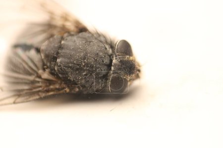 Tauchen Sie ein in die faszinierende Welt der Makrofotografie, während Sie die komplizierten Details einer Fliege in atemberaubenden Details festhalten