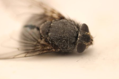 Adéntrate en el fascinante mundo de la macrofotografía mientras captas los intrincados detalles de una mosca con asombrosos detalles