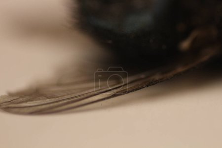 Photo for Delve into the mesmerizing world of macro photography as you capture the intricate details of a fly in stunning detail - Royalty Free Image