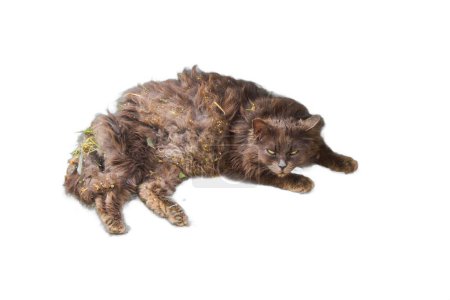 Ein isoliertes Bild einer Katze im Liegen, deren Fell mit Schmutz bedeckt und mit Ästen verfilzt ist. Ideal für Tierrettungskampagnen, Tierpflege und tierärztliches Material