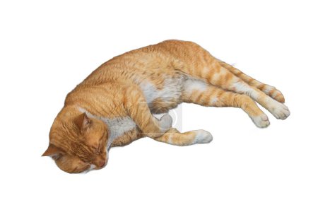 Images isolées de chats sereins se prélassant dans diverses poses. Parfait pour les dessins animaliers, les illustrations animalières et les graphismes confortables.