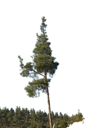 Isolated image of a majestic pine tree, perfect for nature-themed designs, forestry illustrations, and outdoor graphics.