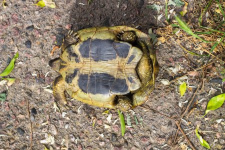 Erleben Sie die dringende und mitfühlende Rettungsaktion für Schildkröten, während engagierte Naturschützer zusammenkommen, um einer majestätischen Schildkröte zu helfen, die kopfüber in ihrem natürlichen Lebensraum feststeckt.