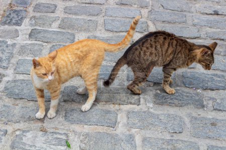 Rencontrez le charmant duo de chats de rue urbains, l'un orné d'une fourrure orange vif tandis que l'autre arbore un manteau rayé saisissant de gris et de blanc, illustrant l'esprit résilient des félins citadins.