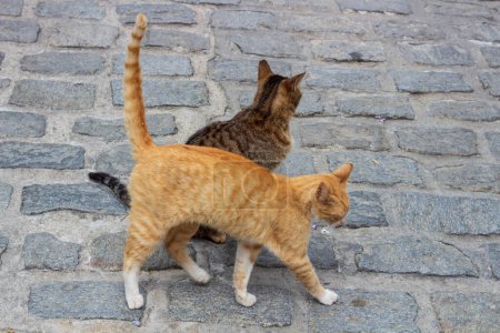 Lernen Sie das charmante Duo urbaner Straßenkatzen kennen, von denen die eine ein leuchtend orangefarbenes Fell trägt, während die andere einen auffallend gestreiften Mantel aus Grau und Weiß trägt, der den widerstandsfähigen Geist der Großstadtkatzen verkörpert.