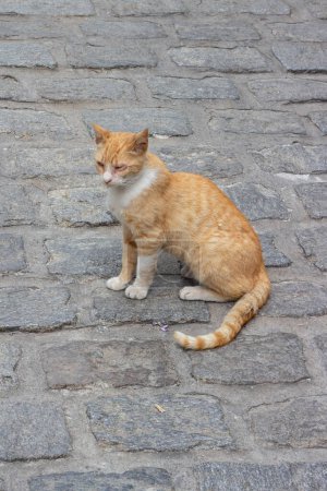 Treffen Sie eine bemerkenswerte halbblinde streunende Katze, die in ihrem leuchtend orangefarbenen Fell trotz der Herausforderungen des Lebens Widerstandsfähigkeit und Wärme zeigt