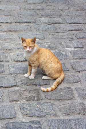 Treffen Sie eine bemerkenswerte halbblinde streunende Katze, die in ihrem leuchtend orangefarbenen Fell trotz der Herausforderungen des Lebens Widerstandsfähigkeit und Wärme zeigt