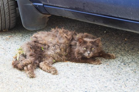 Eine neugierige Katze, staubig und eingebettet unter einem Auto, geschmückt mit Überresten von Pflanzenschätzen, verkörpert den Geist der katzenhaften Erforschung inmitten urbaner und natürlicher Welten