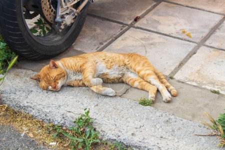 Experimenta la serena vista de gatos callejeros descansando y tomando el sol en la tranquilidad urbana, personificando la calma y la satisfacción que se encuentran en medio de las calles de la ciudad