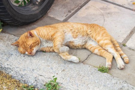 Découvrez la vue sereine des chats de rue se prélasser et se prélasser dans la tranquillité urbaine, incarnant le calme et le contentement trouvés dans les rues de la ville
