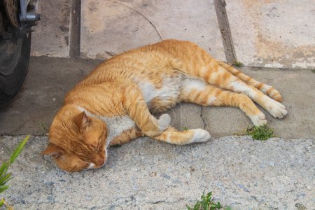 Erleben Sie den heiteren Anblick von Straßenkatzen, die sich in urbaner Ruhe sonnen und die Ruhe und Zufriedenheit inmitten der Straßen der Stadt verkörpern