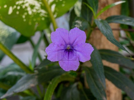 Photo for A pretty purple Ruellia Tuberosa flower with five petals isolated with a narrow depth of field between green leaves. - Royalty Free Image