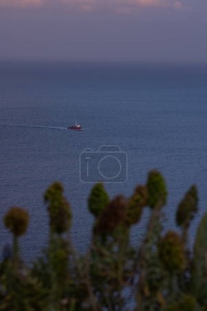 Photo for Great view of a boat on the ocean through some coastal vegetation on a beautiful evening in summer. - Royalty Free Image