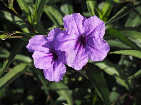 Foto de Trumped-shaped purple flowers. Mexican petunia that botanical name is Ruellia Simplex. - Imagen libre de derechos